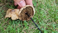 Agaricaceae