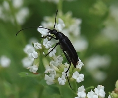 Stenurella nigra