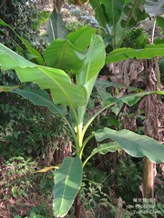 Musa itinerans kavalanensis