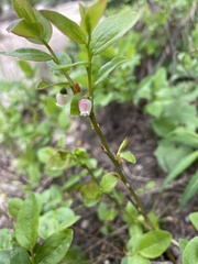 Vaccinium myrtillus