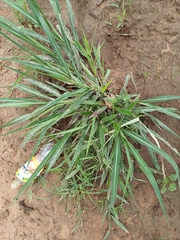 Poaceae