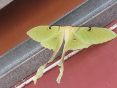 Actias maenas