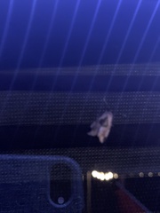 Maliattha synochitis