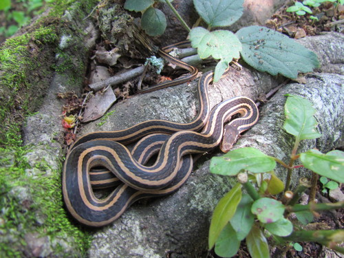 Photo of a Pine-Oak Snake (Rhadinaea taeniata)