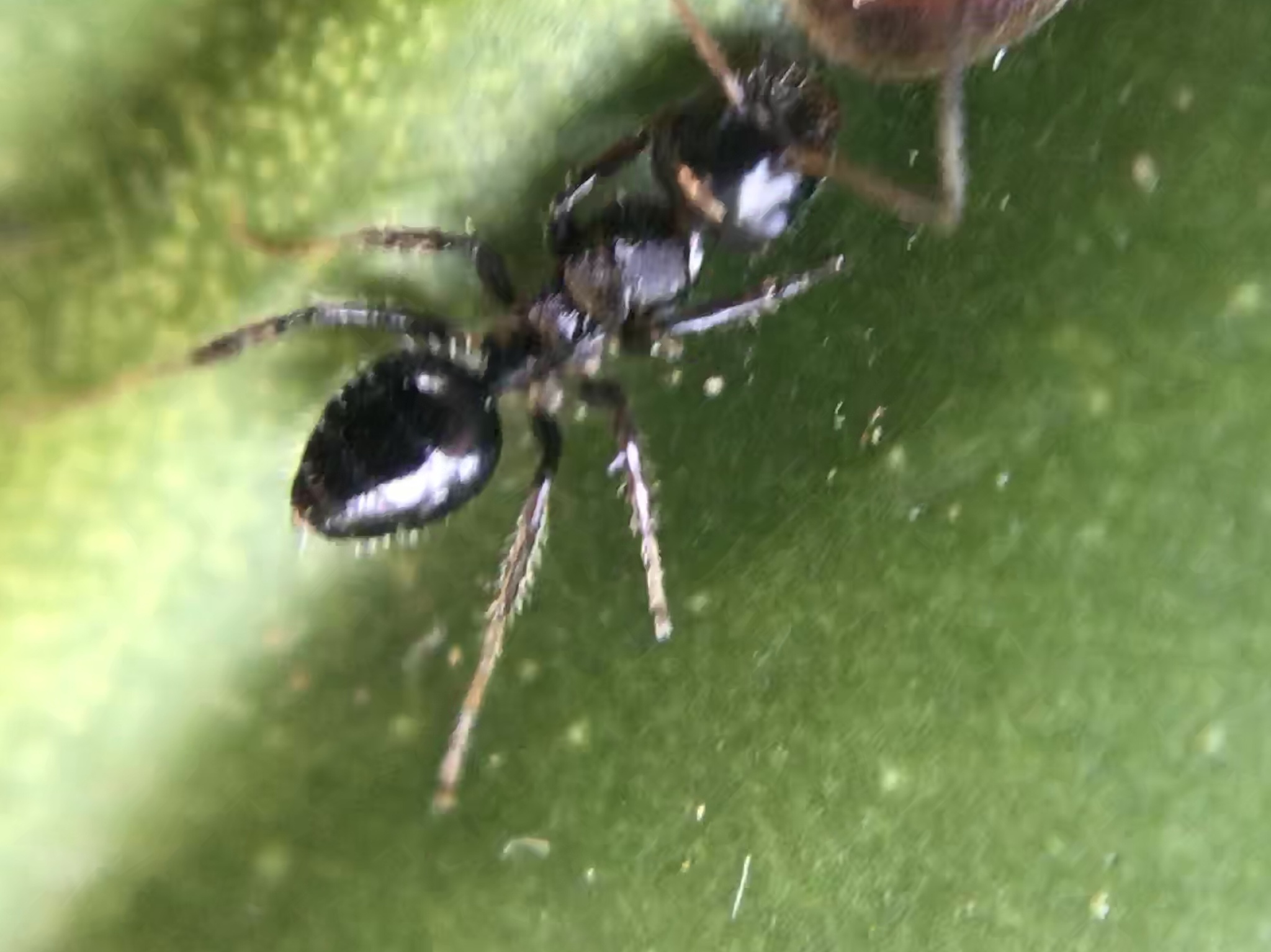 Camponotus striatus