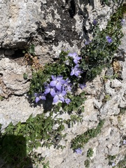 Campanula fragilis