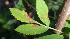 Stigmella sorbi