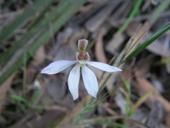 Caladenia prolata