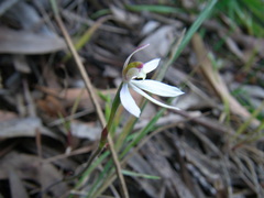 Caladenia prolata