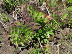 Sempervivum caucasicum