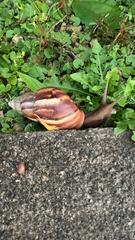 Lissachatina fulica