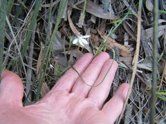 Caladenia prolata