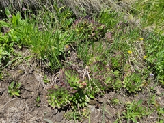 Sempervivum caucasicum