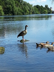 Alopochen aegyptiaca