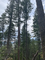 Coccothraustes vespertinus