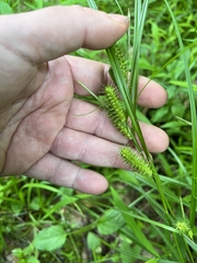 Carex baileyi
