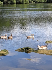 Alopochen aegyptiaca