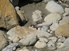 Plestiodon elegans