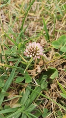 Trifolium fragiferum