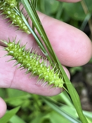 Carex baileyi