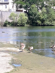 Alopochen aegyptiaca