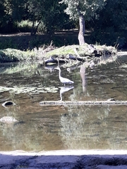 Ardea cinerea