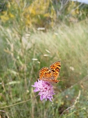 Melitaea pseudornata