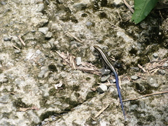 Plestiodon elegans