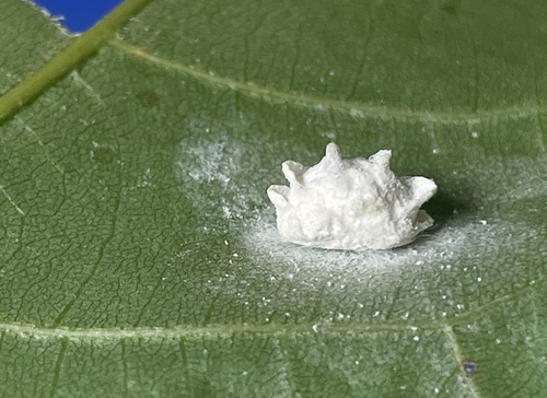 Planthopper Parasite Moth photo 6