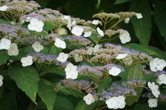 Hydrangea strigosa