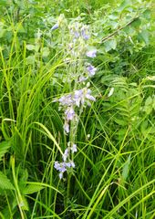 Polemonium acutiflorum