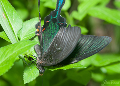 Papilio bianor thrasymedes