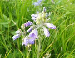 Polemonium acutiflorum