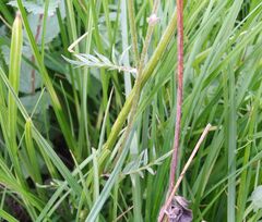 Polemonium acutiflorum