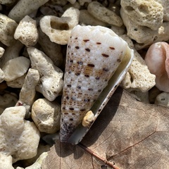 Conus imperialis