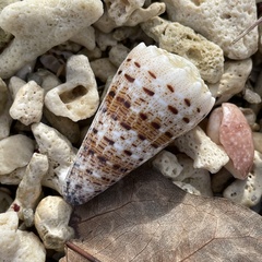 Conus imperialis