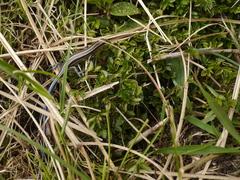 Plestiodon elegans