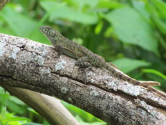 Sceloporus utiformis