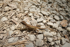 Diploderma swinhonis