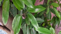 Daphniphyllum teijsmannii