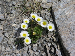 Ranunculus glacialis
