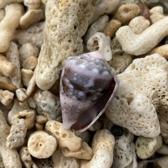 Conus coronatus