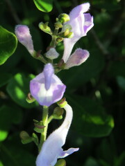 Scutellaria arenicola