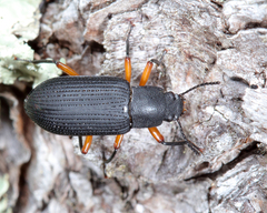 Haplandrus fulvipes