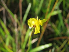 Xyris elliottii