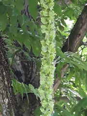 Pterocarya fraxinifolia