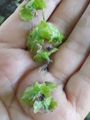 Pterocarya fraxinifolia