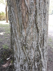 Pterocarya fraxinifolia