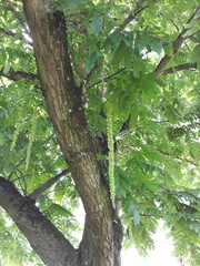 Pterocarya fraxinifolia