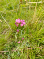 Centaurium erythraea